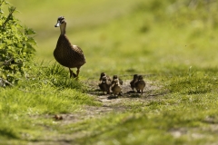 Female Mallard Duck with Chicks