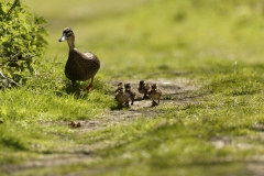 Female Mallard Duck with Chicks