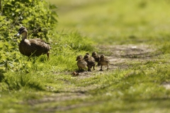 Female Mallard Duck with Chicks