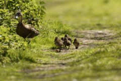 Female Mallard Duck with Chicks