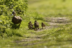 Female Mallard Duck with Chicks