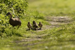 Female Mallard Duck with Chicks