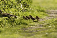 Female Mallard Duck with Chicks