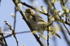 Willow Warbler Side View on Branch