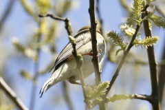 Willow Warbler Back View on Branch