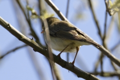 Willow Warbler Side View on Branch