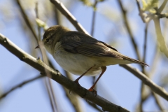 Willow Warbler Side View on Branch