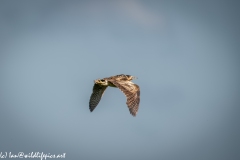 Bittern in Flight Side View