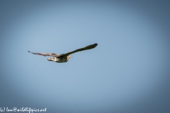 Bittern in Flight Side View