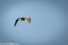 Bittern in Flight Side View