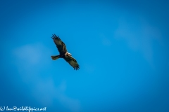 Female Marsh Harrier in Flight Side View