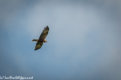 Female Marsh Harrier in Flight Side View