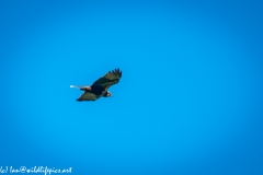 Female Marsh Harrier in Flight Side View