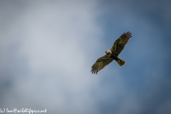 Female Marsh Harrier in Flight Under View