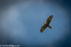 Female Marsh Harrier in Flight Under View