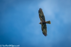 Female Marsh Harrier in Flight Under View