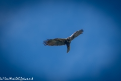 Female Marsh Harrier in Flight Under View