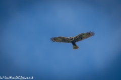 Female Marsh Harrier in Flight Under View