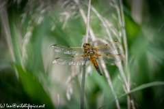 Dragonfly on Reed Back View