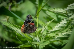 Red Admiral Butterfly on Nettles Side View