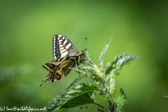 Swallowtail Butterfly on Nettles Side View