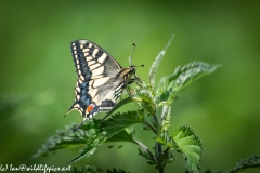 Swallowtail Butterfly on Nettles Side View