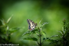 Swallowtail Butterfly on Nettles Side View