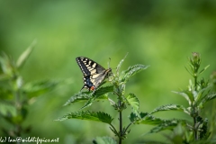 Swallowtail Butterfly on Nettles Side View