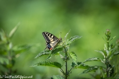 Swallowtail Butterfly on Nettles Side View