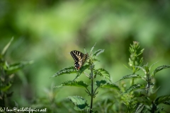 Swallowtail Butterfly on Nettles Side View