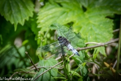 Dragonfly on Reed Back View