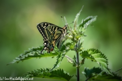 Swallowtail Butterfly on Nettles Side View