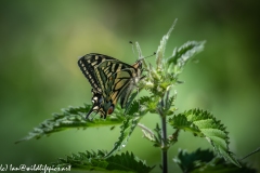 Swallowtail Butterfly on Nettles Side View