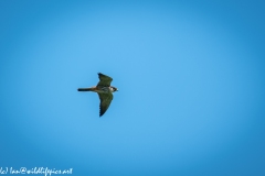 Hobby in Flight Side View