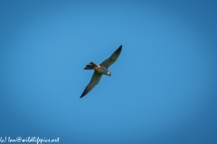 Hobby in Flight Under View