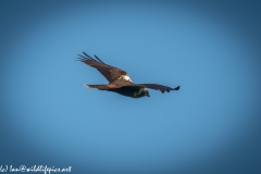 Female Marsh Harrier in Flight Side View