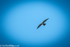 Hobby in Flight Front View