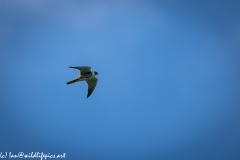 Hobby in Flight Side View