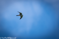 Hobby in Flight Side View