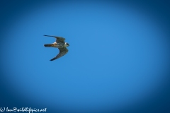 Hobby in Flight Side View