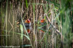 Coot Chicks on Water