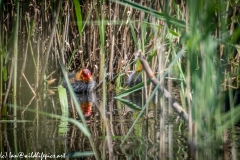 Coot Chicks on Water