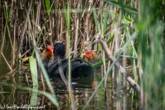 Coot and Coot Chicks on Water