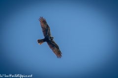 Female Marsh Harrier in Flight Under View