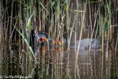 Coot and Coot Chicks on Water