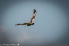 Male Marsh Harrier in Flight Side View