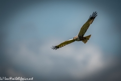 Male Marsh Harrier in Flight Side View