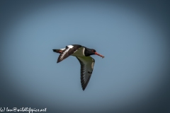 Oystercatcher in Flight with Food in Beak Side View