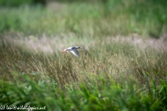 Spotted Redshank in Flight Side View