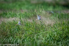 Spotted Redshanks in Flight Side View